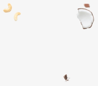 Insect, HD Png Download, Transparent PNG