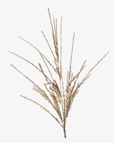 Twig, HD Png Download, Transparent PNG