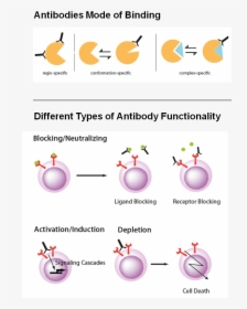 Recombinant - Monoclonal - Antibodies - Recmabs™ - - Depletion Antibody, HD Png Download, Transparent PNG