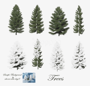 Free Png Download Fir-tree Free Png Images Background - Pine Trees White Background, Transparent Png, Transparent PNG