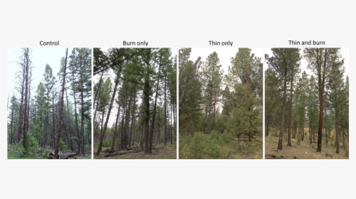 Ponderosa Pine In Douglas Fir Forest , Png Download - Grove, Transparent Png, Transparent PNG