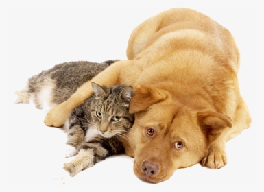Dog And Cat Png - Dogcat Png, Transparent Png, Transparent PNG