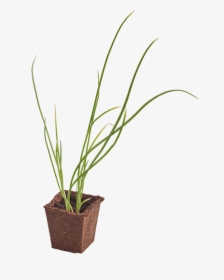 Onion Woolworths Seedling, HD Png Download, Transparent PNG