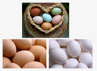 Bielefelder Chicken Egg , Png Download - Chicken Ear Lobes And Egg Color, Transparent Png, Transparent PNG