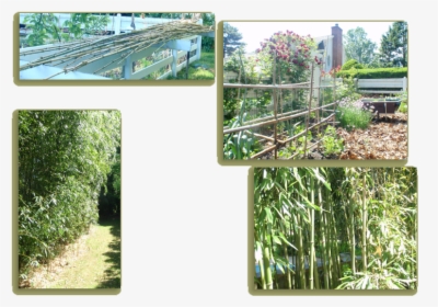 A Beautiful Bamboo Screen At The Edge Of The Garden - Tree, HD Png Download, Transparent PNG