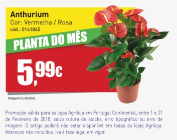 Banner Website Agril - Anthurium, HD Png Download, Transparent PNG