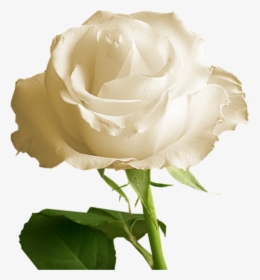 Rosa Branca - Unduh Gratis_ Gambar Bunga Mawar Putih Png, Transparent Png, Transparent PNG