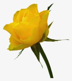 Rosa Amarela - Flower White Image Download, HD Png Download, Transparent PNG