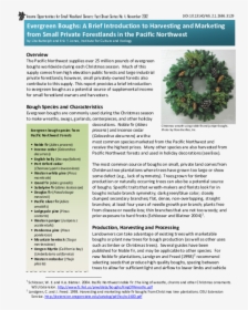 Christmas Wreath, HD Png Download, Transparent PNG
