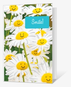 Smile - Chamomile, HD Png Download, Transparent PNG