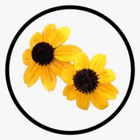 Yellow Flower Button - Black-eyed Susan, HD Png Download, Transparent PNG
