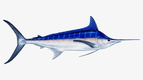 Fish Marlin , Png Download - Blue Marlin Fish Transparent, Png Download, Transparent PNG