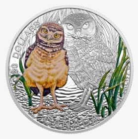 Burrowing Owl Coin, HD Png Download, Transparent PNG
