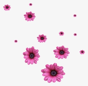 Transparent Falling Petals Png - Scattered Flowers Png, Png Download, Transparent PNG