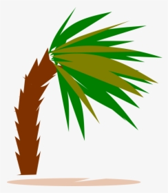 Plant,leaf,arecales - Palm Trees, HD Png Download, Transparent PNG