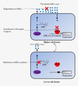 Int J Biol Sci Image - Inhibition Of Quorum Sensing, HD Png Download, Transparent PNG