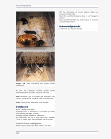 E S Animal Technology And Welfare 3 12 19 14 05 Page - Insect, HD Png Download, Transparent PNG