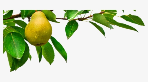 Arbol Frutal Png Vista, Transparent Png, Transparent PNG