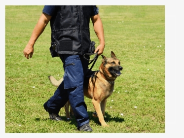 Protection Dog V2 Upd - Most Obedient Dog Breeds, HD Png Download, Transparent PNG
