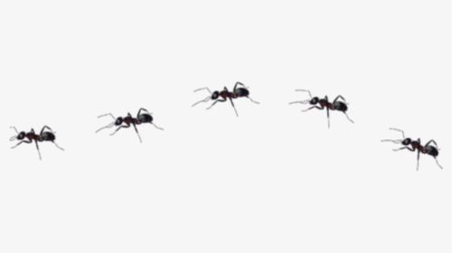 Spider, HD Png Download, Transparent PNG