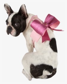 Sexy Bow Dog Harness - French Bulldog, HD Png Download, Transparent PNG