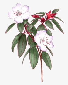 Illustrated By Helen Krayenhoff - Rosa Glauca, HD Png Download, Transparent PNG