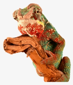 Chameleon Brick Tinting Mascot - Red Chameleon Png, Transparent Png, Transparent PNG