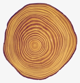 Cross-section Of A Douglas Fir Stem, With Visible Concentric - Circle, HD Png Download, Transparent PNG