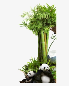 #mq #grass #green #bambu #panda #nature - Grass, HD Png Download, Transparent PNG