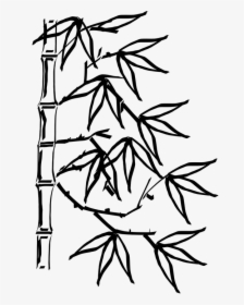 Bamboo Clipart Black And White, HD Png Download, Transparent PNG