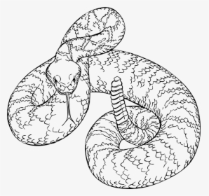 Western Diamondback Rattlesnake Drawing, HD Png Download, Transparent PNG