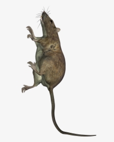 Rat Climbing Up A Wall - Marsh Rice Rat, HD Png Download, Transparent PNG