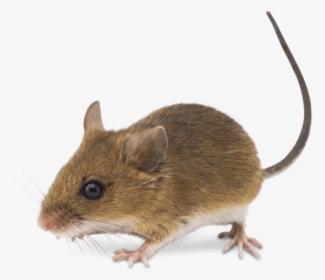 Realistic Mouse Clipart, HD Png Download, Transparent PNG
