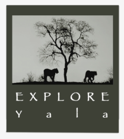 Yala Safari Camp - Silhouette, HD Png Download, Transparent PNG