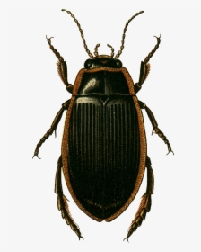 Dytiscus Dimidiatus Female Jacobson - Dytiscus Latissimus, HD Png Download, Transparent PNG