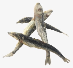 Frozen Dried Sardine, HD Png Download, Transparent PNG