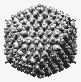 Adenovirus Type 5, HD Png Download, Transparent PNG