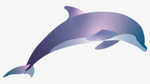 Pacific White-sided Dolphin - Spinner Dolphin, HD Png Download, Transparent PNG