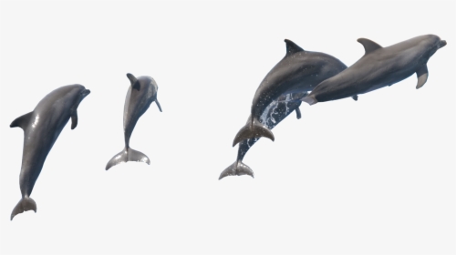 Fish Dolphin Png , Png Download, Transparent Png, Transparent PNG