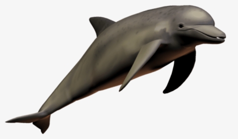 Dolphin Clear Background, HD Png Download, Transparent PNG