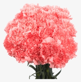 Pink Carnations, HD Png Download, Transparent PNG