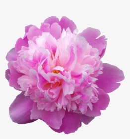 Pfingstrosen Png, Transparent Png, Transparent PNG