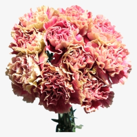 Carnations For Sale Cream With Pink Flowers Free Delivery - Bouquet, HD Png Download, Transparent PNG