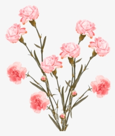 Cheap Pink Spray Carnation Flowers - Carnation, HD Png Download, Transparent PNG