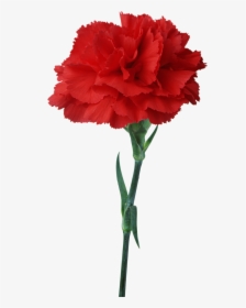 Carnation Flower Red Floristry Clip Art - Flower Light Red Carnation, HD Png Download, Transparent PNG