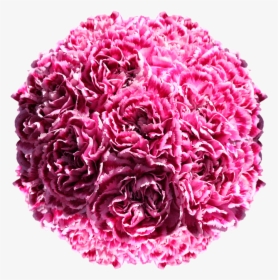 Pink Carnation For Floral Arrangements Carnation Bridesmaid - Dianthus, HD Png Download, Transparent PNG