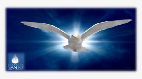 Ring Billed Gull, HD Png Download, Transparent PNG