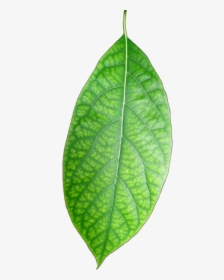 #freetoedit #hoja #verde #leave #green #plants #palto - Bud, HD Png Download, Transparent PNG