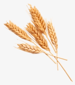 Wheat Ears, HD Png Download, Transparent PNG