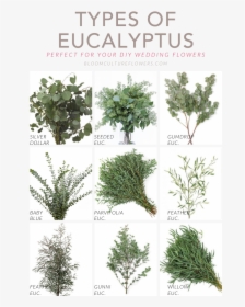 Types Of Eucalyptus - Seeded Eucalyptus, HD Png Download, Transparent PNG